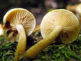 Gymnopilus aeruginosus image