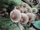 Mycena inclinata image