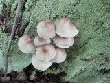 Mycena inclinata image