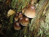 Mycena inclinata image