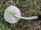 Mycena inclinata image