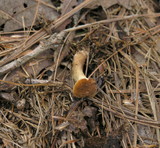 Gyroporus castaneus image