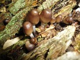 Mycena inclinata image