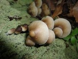 Mycena inclinata image