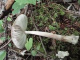 Amanita borealisorora image
