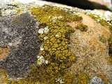 Candelariella vitellina image