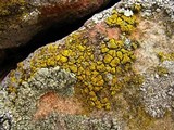 Candelariella vitellina image