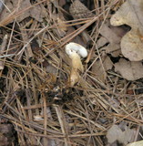 Gyroporus castaneus image