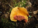 Cortinarius semisanguineus image