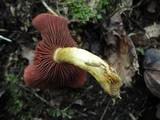 Cortinarius semisanguineus image