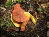 Cortinarius semisanguineus image
