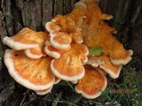 Laetiporus cincinnatus image