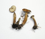 Gyroporus castaneus image
