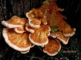 Laetiporus cincinnatus image