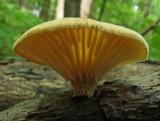 Lentinus suavissimus image