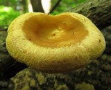 Lentinus suavissimus image