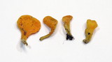 Neolecta irregularis image