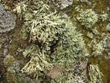 Ramalina intermedia image