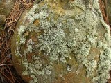 Ramalina intermedia image