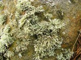 Ramalina intermedia image
