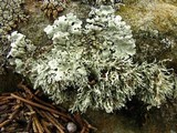 Ramalina intermedia image