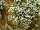 Ramalina intermedia image