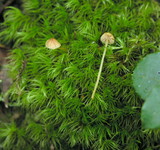Galerina subcerina image
