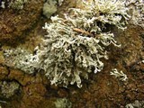 Ramalina intermedia image