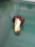 Gyromitra californica image
