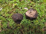 Picoa carthusiana image