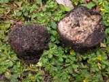 Picoa carthusiana image