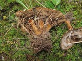Coltricia perennis image