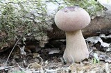 Tylopilus rubrobrunneus image