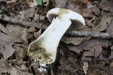 Tylopilus rubrobrunneus image