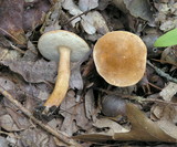Gyroporus castaneus image