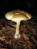 Amanita praecox image