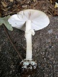 Amanita praecox image