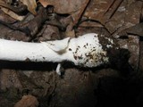 Amanita albocreata image