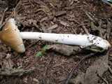 Amanita amerifulva image