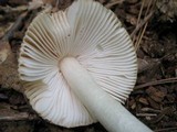 Amanita amerifulva image