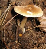 Amanita amerifulva image