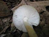 Amanita amerifulva image