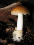 Amanita amerifulva image