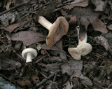 Lactarius chrysorrheus image