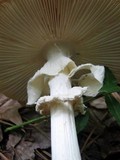 Amanita cokeri image