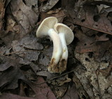 Lactarius chrysorrheus image