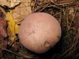Tylopilus rubrobrunneus image