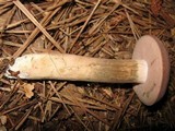 Tylopilus rubrobrunneus image