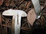Tylopilus rubrobrunneus image