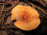 Lactarius volemus image